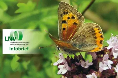 Sujet-LNV-Infobrief-1-450x300